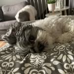 Chuck - @bill_buckley_jr - Instagram