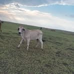 Billy Button - Facebook