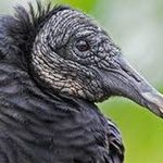 Bill E. Buzzard - @bill_buzzard - Instagram