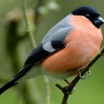 Billy Buzzard - @look_buzzard - Instagram