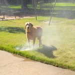 Billy buzzard - @badbuzzer2 - Instagram