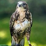 Michelle blackmore - @billythebuzzard - Instagram