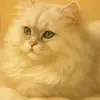 bill - @billchiu61 - TikTok