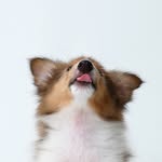 Bill Chiu - @dabing307720629 - Instagram