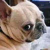秋大毛 - @billchiu16888 - TikTok