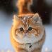 Bill Chung - Facebook