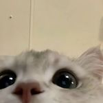 Bill Chung - @billchung5 - Instagram