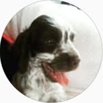 Bill 🐶 - @bill_le_cocker - Instagram