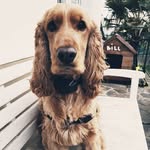 bill - @bill.cockerspaniel - Instagram