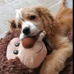 Bill🧸🥎🐶 - @billy_bongo_the_cocker_spaniel - Instagram