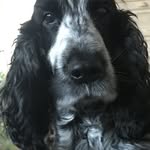 Bill - @cocker.bill06 - Instagram