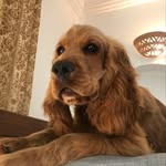 Bill le cocker - @bill_le_cocker_spaniel - Instagram