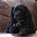 Bill the Cocker Spaniel - @bill_the_cocker_spaniel - Instagram
