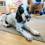 Billy - @bill_the_cocker - Instagram