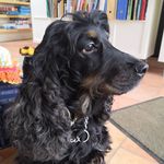 Bill - @bill_cocker_spaniel - Instagram