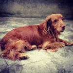 Bill - @bill_the_gentle_cocker - Instagram