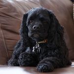 Bill the Cocker Spaniel - @bill_the_cocker_spaniel - Instagram