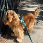 Bill the English Cocker 🦴 - @billinthegrove - Instagram