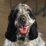Billie Blue 🦴 - @antics.of.billie.a.deaf.cocker - Instagram