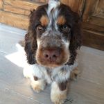 Billie the cute cocker - @billie_thecutecocker - Instagram