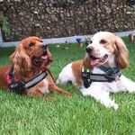 Billy & Bella | Cocker Spaniel - @billyebellacocker - Instagram