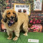 Billy - @cocker_billy_ - Instagram