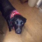 Bill Cornish - @cornish274 - Instagram
