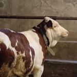خرید گوساله نر اردبیل - @cow_ardabill - Instagram