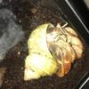 billybob_hermitcrab - @billybob_hermitcr83 - TikTok