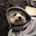 Leek - @bill.crabtree - Instagram