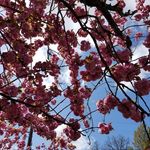 Will Crabb - @pdx_flower_gang - Instagram