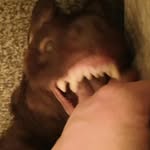 bill Crawshaw - @bcrawshaw1 - Instagram