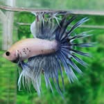 Mohtadi - @bill_crowntail - Instagram