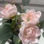 @custardbilltong - Instagram