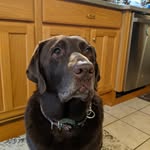 Bill Dalacos - @hawgbountyexterminators2 - Instagram