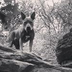 Ol' Bill Dale - @olbilldale - Instagram