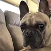 dana_bill - @dana_bill - TikTok