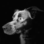 Billy Bob - @billybobthedapperdog - Instagram