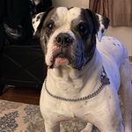 Bill Dietz - @66_bigbill - Instagram