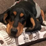 Bill Dòdge - Facebook