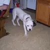 Bill_Dodge - @bill_dodge - TikTok