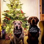 Bill dozer - @bill.i.am_labrador - Instagram