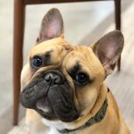 Bill Dozer - @frenchie.bill - Instagram