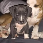 Dustin Billups - @dustinbillups - Instagram