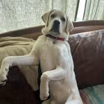 Bill Earl - @macthepup55 - Instagram