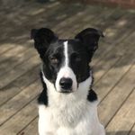 Billy Epstein - @dog_named_billy - Instagram