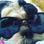 billu - @billu_espertinho - Instagram