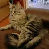 Billie Jo in Alabama - @billiejoeubanks - TikTok