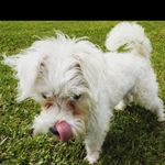 Bill Falconer - @falconerbill - Instagram