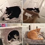 Billie, Bobby, Benny, Garfield - @cat_furends - Instagram
